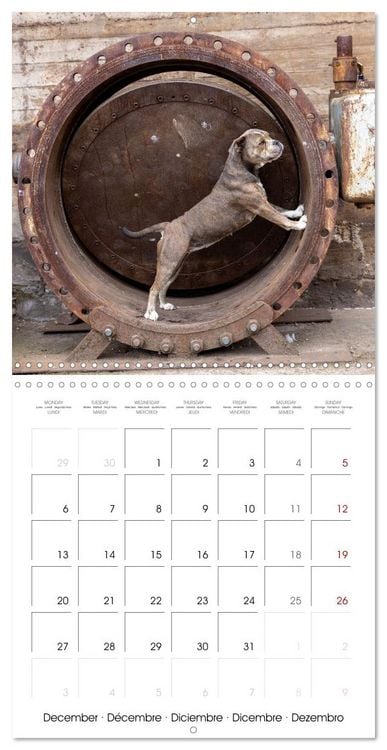 Produktbild: City dogs in the landscape park (Wall Calendar 2027 12 &times; 12 Inch) CALVENDO 12 Month Wall Calendar