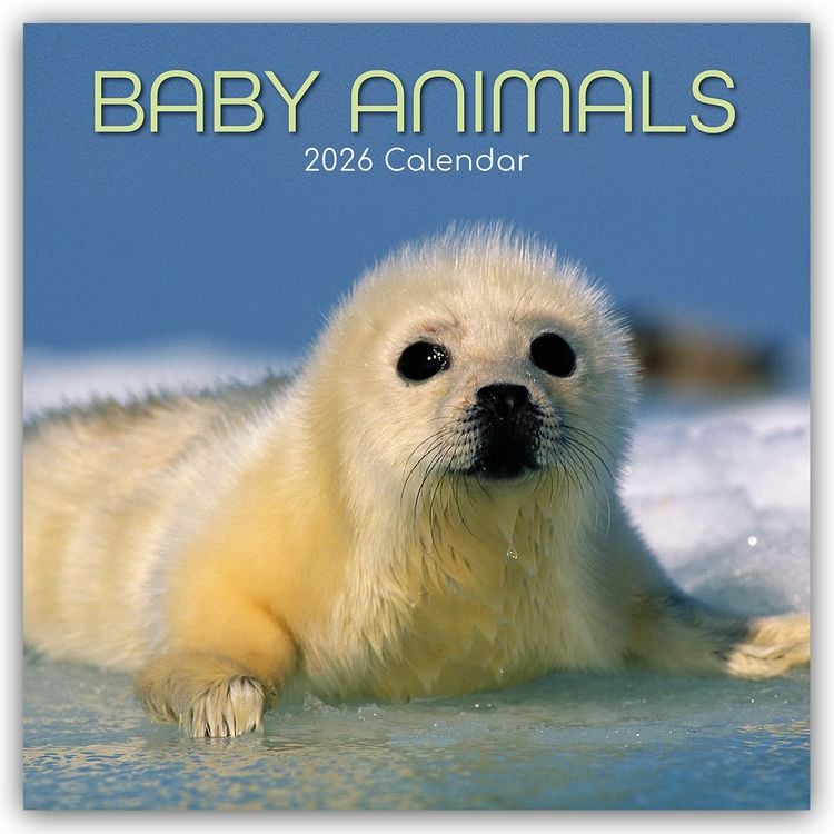 Produktbild: Baby Animals – Tierkinder 2026 – 16-Monatskalender