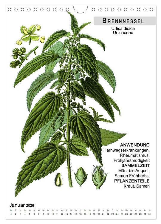 Produktbild: Heilpflanzen (Wandkalender 2026 DIN A4 hoch), CALVENDO Monatskalender