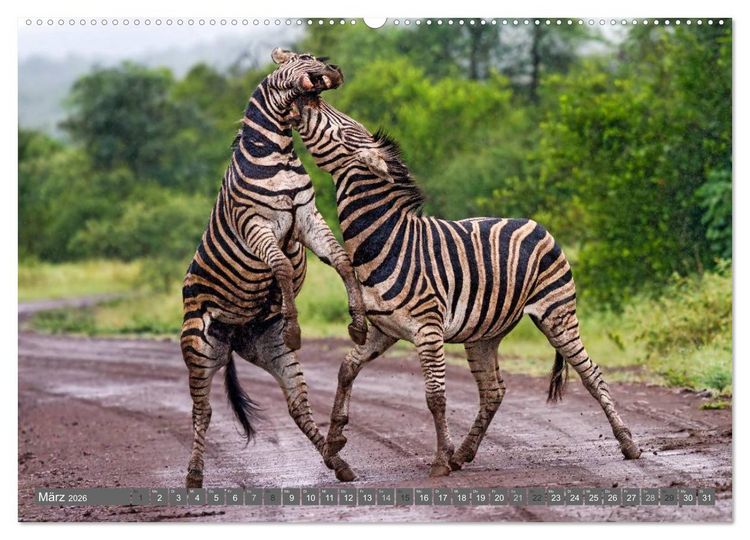 Produktbild: Afrikas Tierwelt: Zebras (hochwertiger Premium Wandkalender 2026 DIN A2 quer), Kunstdruck in Hochglanz