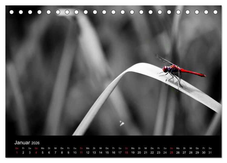 Produktbild: Farbtupfer (Tischkalender 2026 DIN A5 quer), CALVENDO Monatskalender
