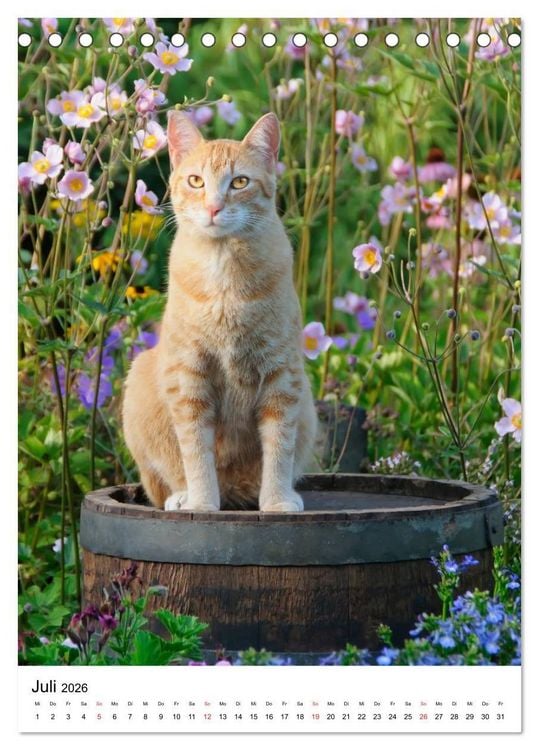 Produktbild: COUNTRY CATS (Tischkalender 2026 DIN A5 hoch), CALVENDO Monatskalender