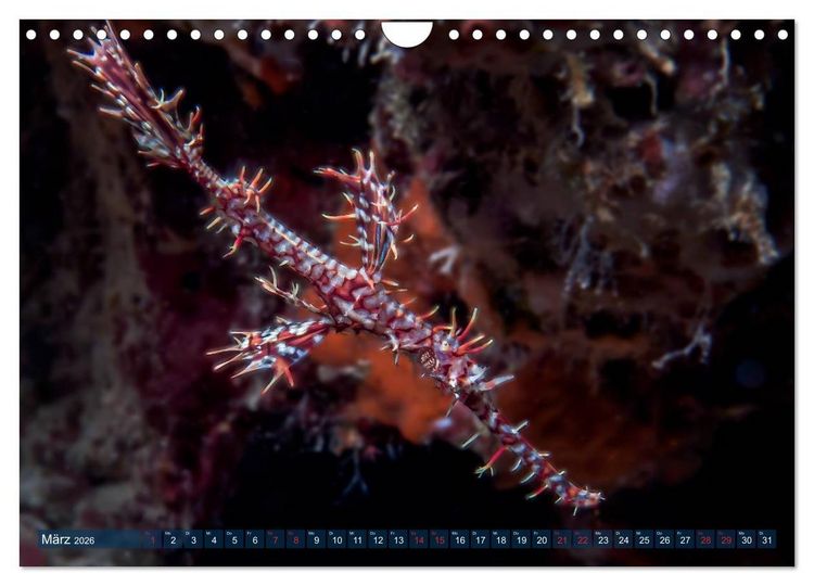 Produktbild: Wunderwelt Unterwasser (Wandkalender 2026 DIN A4 quer), CALVENDO Monatskalender