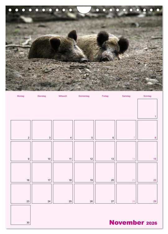 Produktbild: Schweinischer Terminplaner (Wandkalender 2026 DIN A4 hoch), CALVENDO Monatskalender