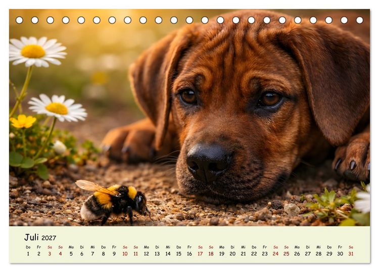 Produktbild: Rhodesian Ridgeback - Welpenzauber (Tischkalender 2027 DIN A5 quer), CALVENDO Monatskalender