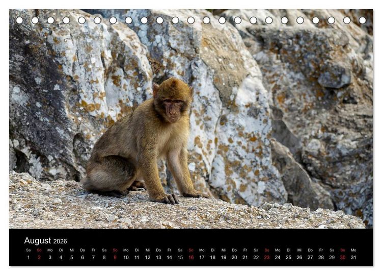 Produktbild: Gibraltar - der Affenfelsen (Tischkalender 2026 DIN A5 quer), CALVENDO Monatskalender