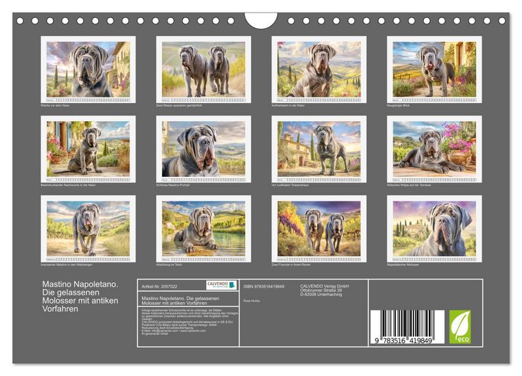 Produktbild: Mastino Napoletano. Die gelassenen Molosser mit antiken Vorfahren (Wandkalender 2026 DIN A4 quer), CALVENDO Monatskalender