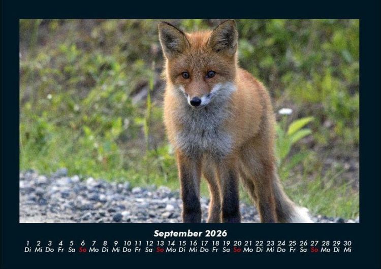 Produktbild: Waldbewohner 2026 Fotokalender DIN A4