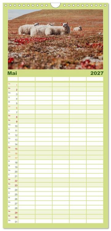 Produktbild: Familienplaner 2027 - Schafe - Weich und wollig mit 5 Spalten (Wandkalender, 21 x 45 cm) CALVENDO