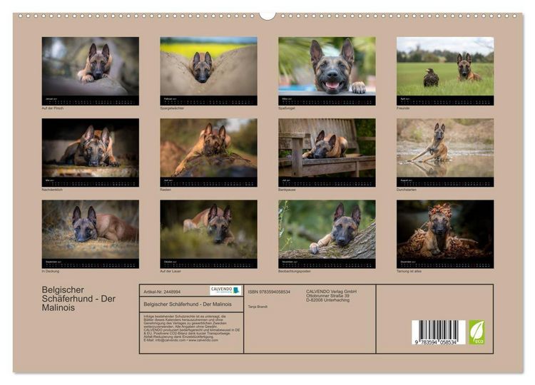 Produktbild: Belgischer Sch&auml;ferhund - Der Malinois (hochwertiger Premium Wandkalender 2027 DIN A2 quer), Kunstdruck in Hochglanz