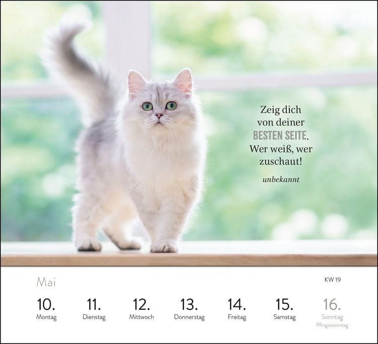 Produktbild: Wochenkalender 2027: Kluge Katzen