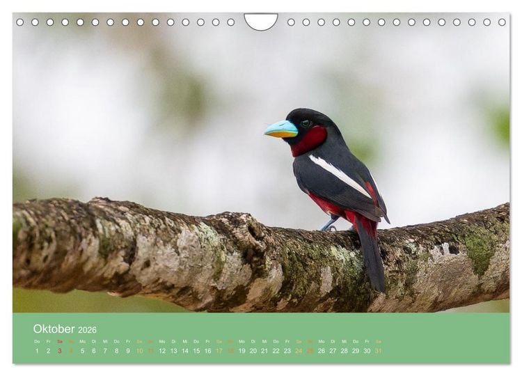 Produktbild: Zwischen Nebel und Baumriesen - V&ouml;gel Borneos (Wandkalender 2026 DIN A4 quer), CALVENDO Monatskalender