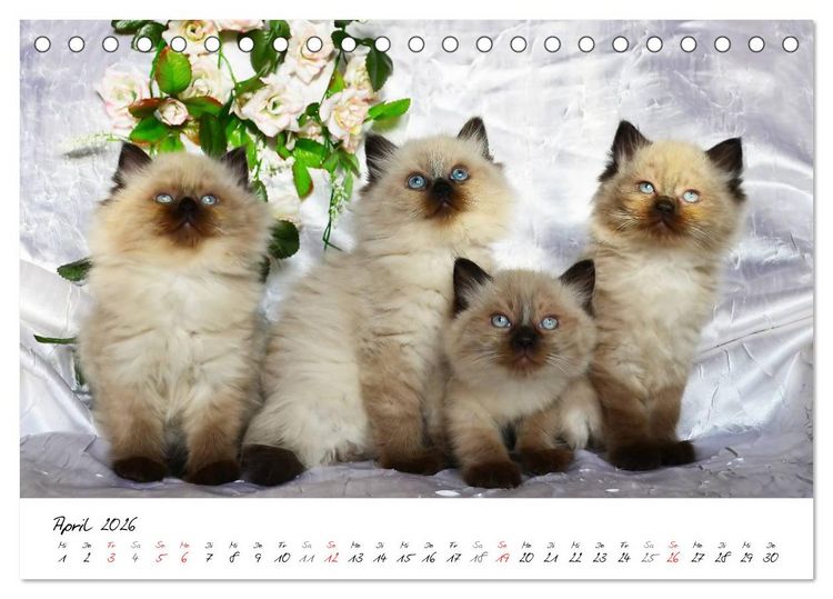 Produktbild: Katzenparade (Tischkalender 2026 DIN A5 quer), CALVENDO Monatskalender