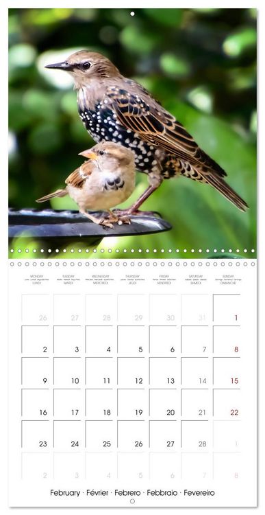 Produktbild: The Wild Sparrow Gang (Wall Calendar 2026 12 &times; 12 Inch) CALVENDO 12 Month Wall Calendar