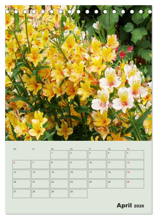 Produktbild: Lilien im Garten (Tischkalender 2026 DIN A5 hoch), CALVENDO Monatskalender