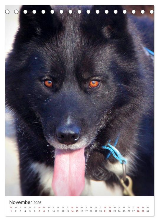 Produktbild: Faszination Husky (Tischkalender 2026 DIN A5 hoch), CALVENDO Monatskalender