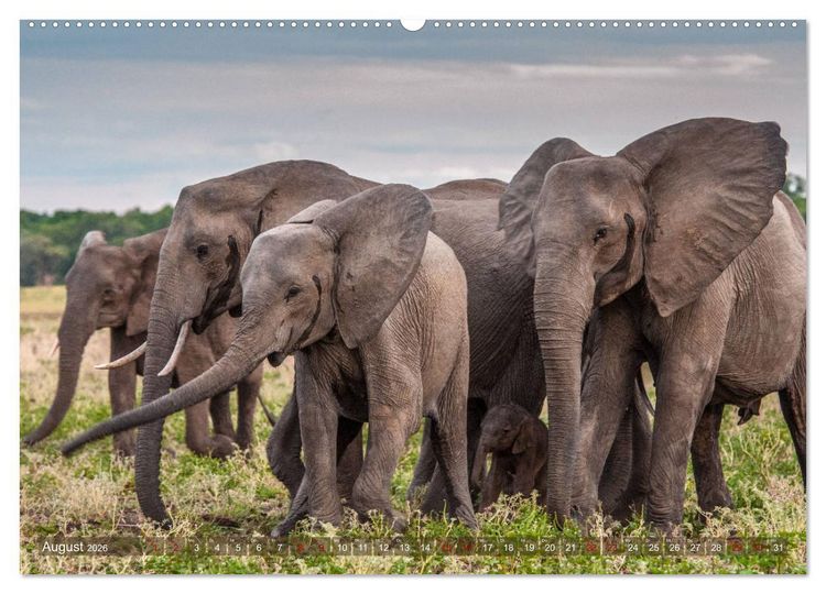 Produktbild: Elefanten in Afrika - Die mit den gro&szlig;en Ohren (hochwertiger Premium Wandkalender 2026 DIN A2 quer), Kunstdruck in Hochglanz