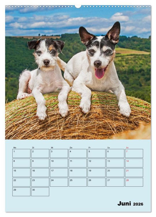 Produktbild: Familienplaner Jack und Parson Russell Terrier (Wandkalender 2026 DIN A2 hoch), CALVENDO Monatskalender