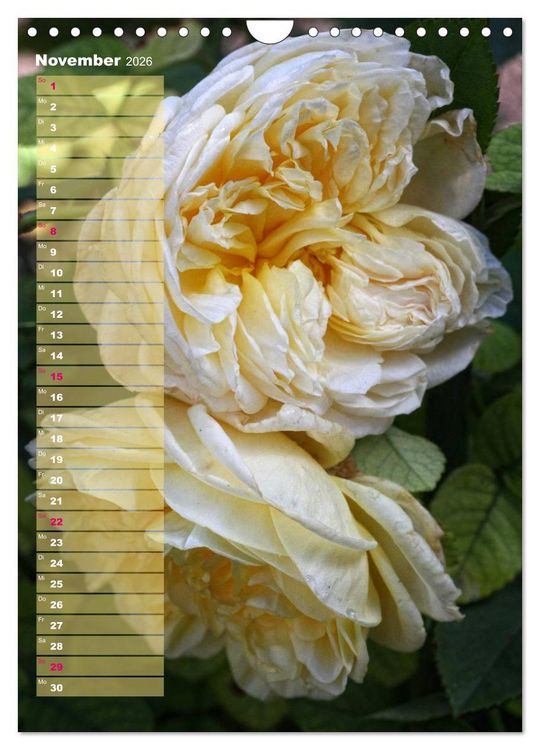 Produktbild: Rosen f&uuml;r DICH / Geburtstagskalender (Wandkalender 2026 DIN A4 hoch), CALVENDO Monatskalender