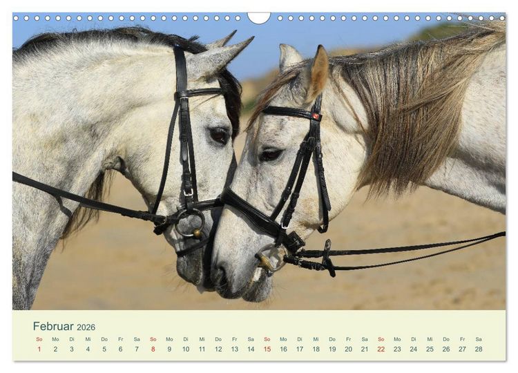 Produktbild: PFERDE & MEER (Wandkalender 2026 DIN A3 quer), CALVENDO Monatskalender