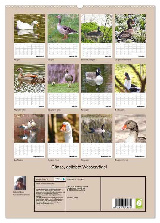 Produktbild: G&auml;nse, geliebte Wasserv&ouml;gel (hochwertiger Premium Wandkalender 2026 DIN A2 hoch), Kunstdruck in Hochglanz