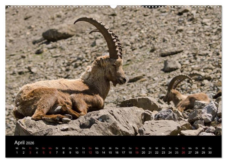 Produktbild: Steinwild in den Schweizer Voralpen (Wandkalender 2026 DIN A2 quer), CALVENDO Monatskalender