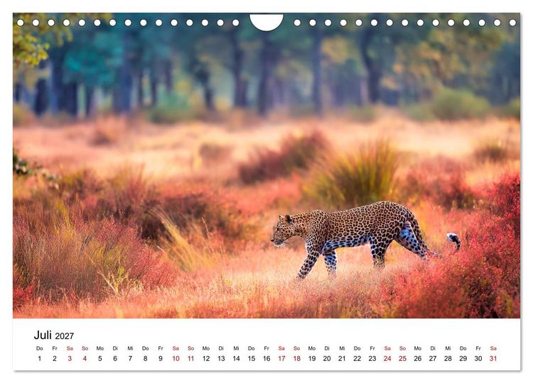 Produktbild: Gefleckte Schatten - Im Bann der Leoparden (Wandkalender 2027 DIN A4 quer), CALVENDO Monatskalender