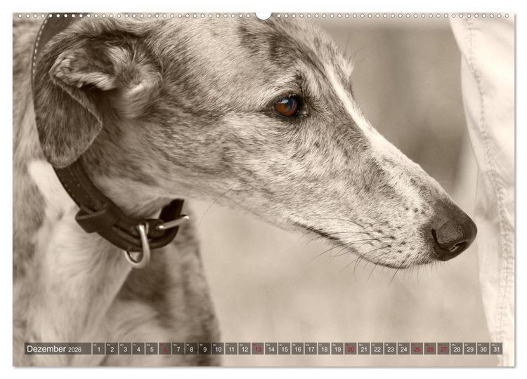 Produktbild: Galgo eye-catcher (Wandkalender 2026 DIN A2 quer), CALVENDO Monatskalender