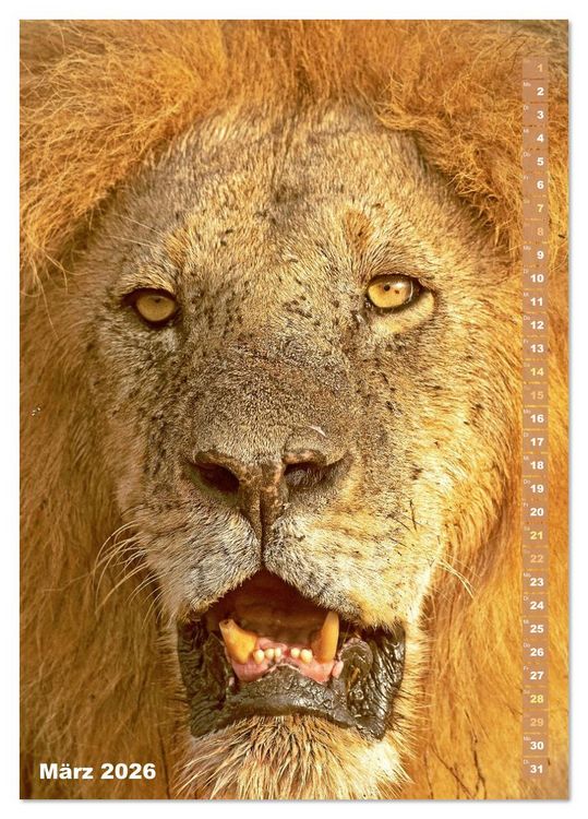 Produktbild: Raubkatzen: Die J&auml;ger auf leisen Pfoten (Tischkalender 2026 DIN A5 hoch), CALVENDO Monatskalender