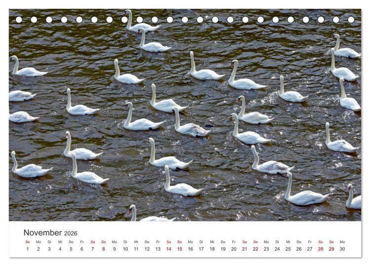 Produktbild: Schw&auml;ne - Prachtvolle Federkleider. (Tischkalender 2026 DIN A5 quer), CALVENDO Monatskalender