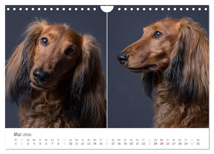 Produktbild: charakterstarke Hunde, wundersch&ouml;ne Hundeportraits (Wandkalender 2026 DIN A4 quer), CALVENDO Monatskalender