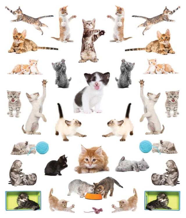 Produktbild: Eyelike Stickers: Kittens