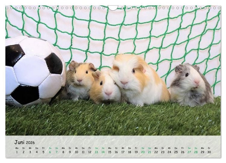 Produktbild: Meerschweinchen 2026 - bezaubernd, hinrei&szlig;end, entz&uuml;ckend (Wandkalender 2026 DIN A3 quer), CALVENDO Monatskalender