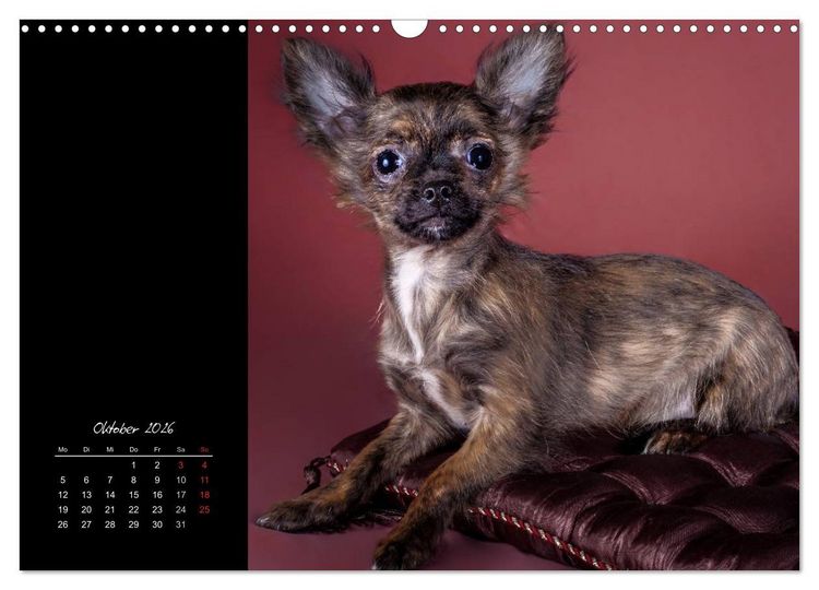 Produktbild: Chihuahua Welpen und Freunde (Wandkalender 2026 DIN A3 quer), CALVENDO Monatskalender