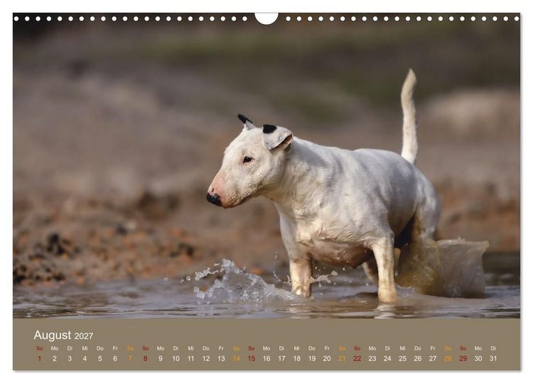 Produktbild: Bullterrier, liebenswerte Sturk&ouml;pfe (Wandkalender 2027 DIN A3 quer), CALVENDO Monatskalender