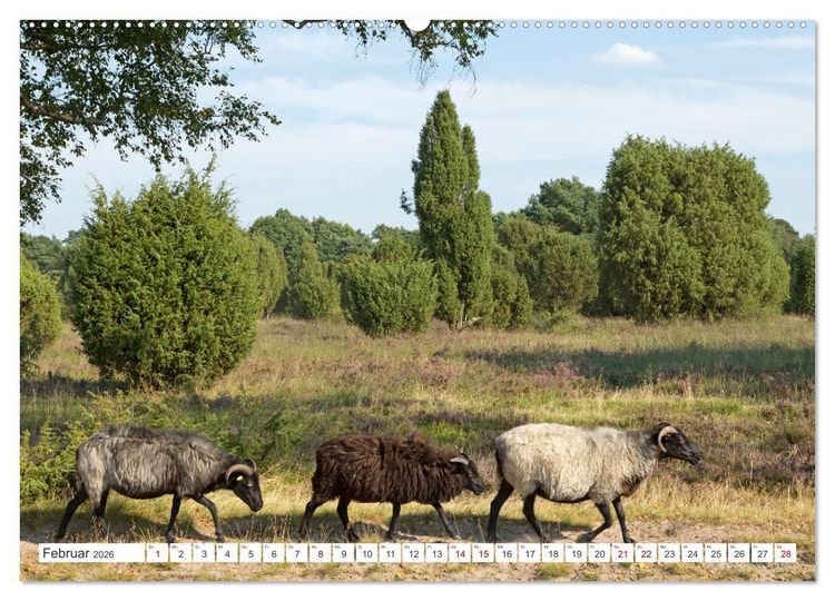 Produktbild: Die L&uuml;neburger Heide - Ausflugsziel im Norden (hochwertiger Premium Wandkalender 2026 DIN A2 quer), Kunstdruck in Hochglanz