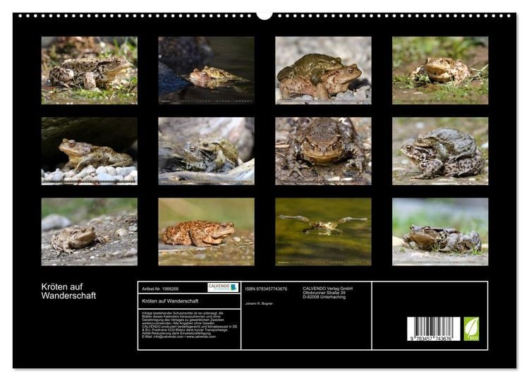 Produktbild: Kr&ouml;ten auf Wanderschaft (hochwertiger Premium Wandkalender 2026 DIN A2 quer), Kunstdruck in Hochglanz