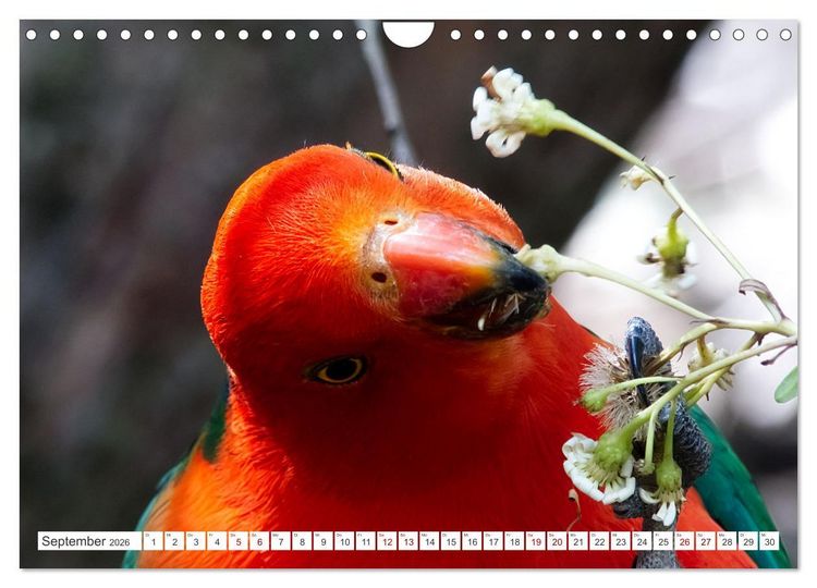 Produktbild: Australiens V&ouml;gel (Wandkalender 2026 DIN A4 quer), CALVENDO Monatskalender