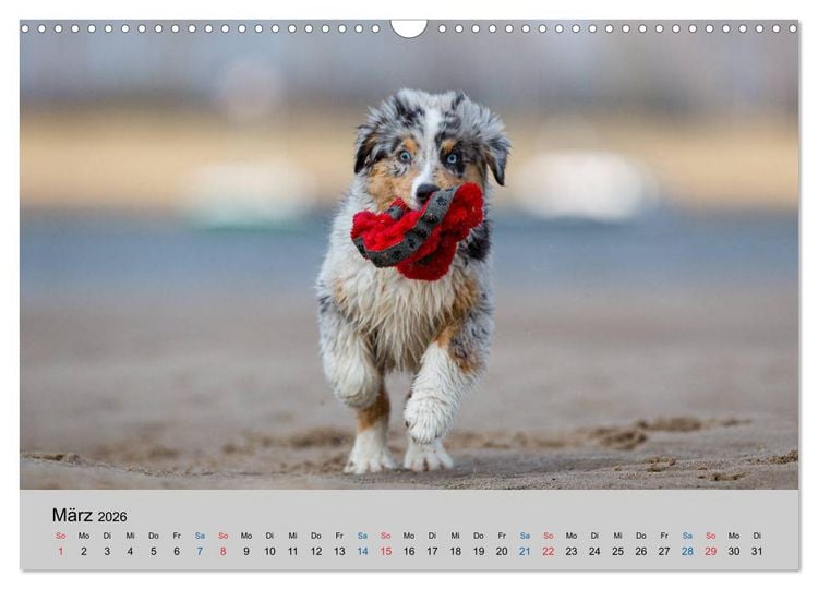 Produktbild: Australian Shepherd Welpen 2026 (Wandkalender 2026 DIN A3 quer), CALVENDO Monatskalender