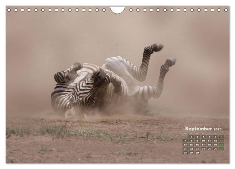 Produktbild: WILDE TIERE IN AKTION (Wandkalender 2026 DIN A4 quer), CALVENDO Monatskalender