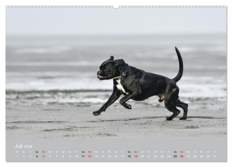 Produktbild: Boxer - charmante Herzensbrecher (Wandkalender 2026 DIN A2 quer), CALVENDO Monatskalender