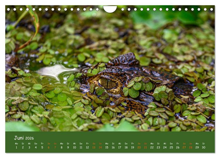 Produktbild: Costa Rica - Naturparadies zwischen Karibik und Pazifik (Wandkalender 2026 DIN A4 quer), CALVENDO Monatskalender