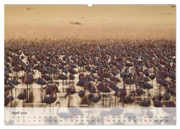 Produktbild: Flamingo Impressionen 2026 (hochwertiger Premium Wandkalender 2026 DIN A2 quer), Kunstdruck in Hochglanz