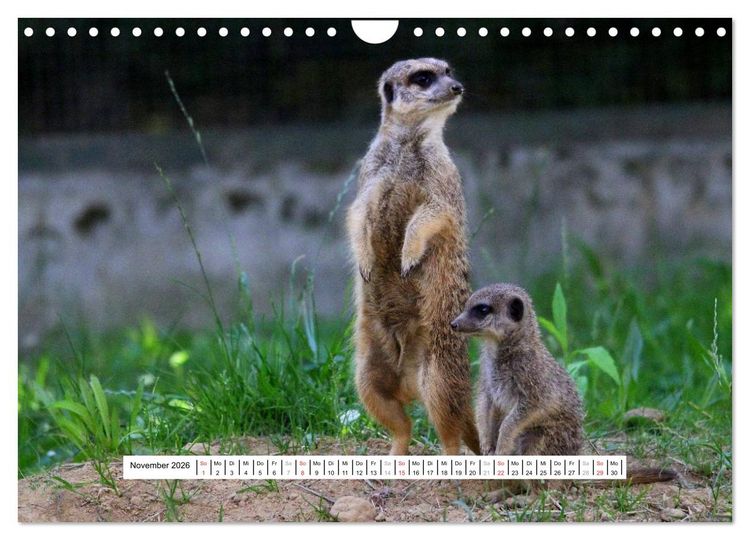 Produktbild: Erdm&auml;nnchen - Die Kobolde im Tierreich (Wandkalender 2026 DIN A4 quer), CALVENDO Monatskalender