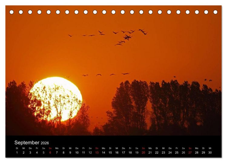 Produktbild: Kranich-Land Brandenburg (Tischkalender 2026 DIN A5 quer), CALVENDO Monatskalender