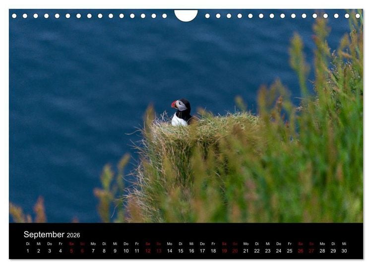 Produktbild: Puffins - V&ouml;gel des Nordens (Wandkalender 2026 DIN A4 quer), CALVENDO Monatskalender