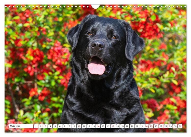 Produktbild: Freund auf 4 Pfoten - Labrador Retriever (Wandkalender 2026 DIN A3 quer), CALVENDO Monatskalender