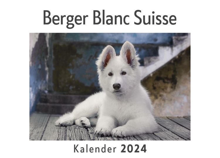 Produktbild: Berger Blanc Suisse (Wandkalender 2024, Kalender DIN A4 quer, Monatskalender im Querformat mit Kalendarium, Das perfekte Geschenk)
