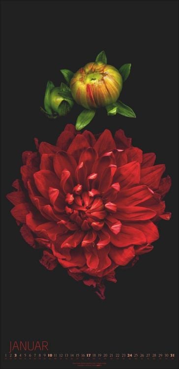 Produktbild: Die Magie der Blumen Kalender 2027