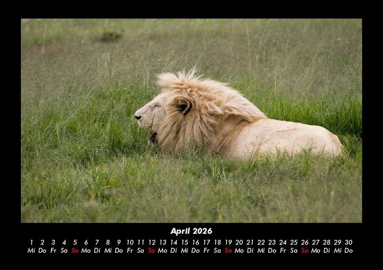 Produktbild: L&ouml;wen in der Wildnis 2026 Fotokalender DIN A3